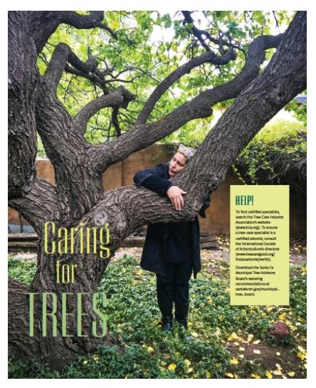 Tree Article